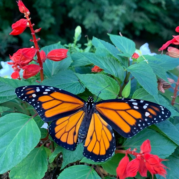 Meet your Posher, Sara - Picture 2 of 8